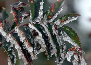 Meteoroloji'den 4 il için zirai don uyarısı