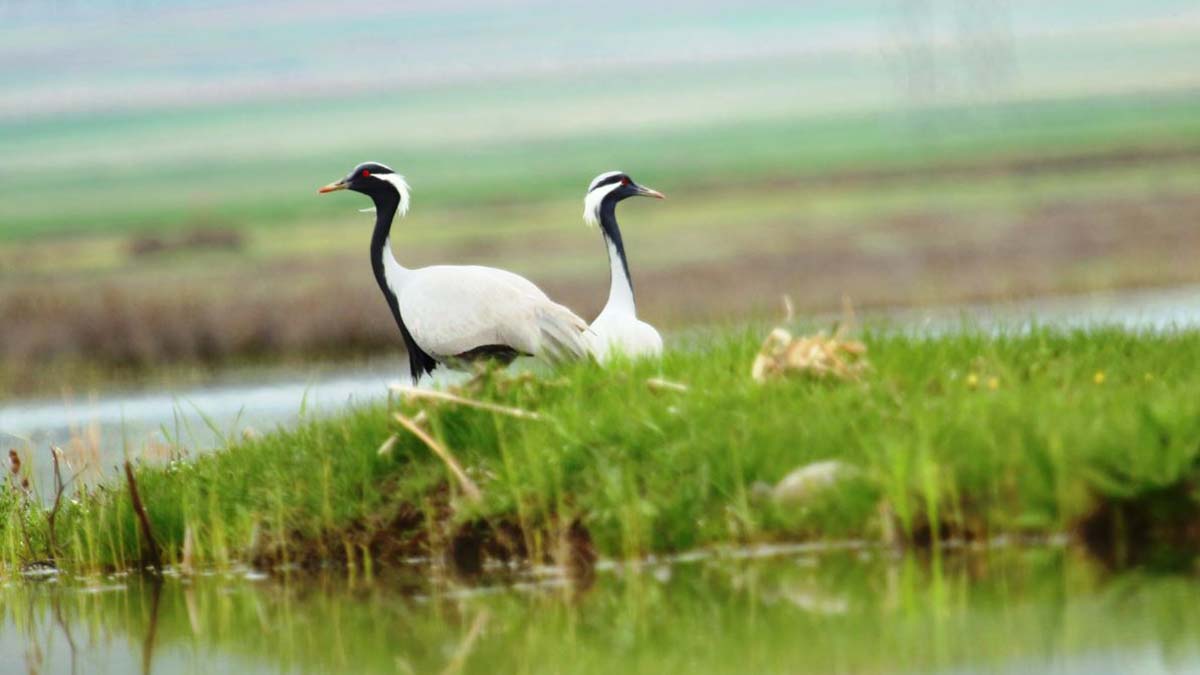 Nesli tükenen telli turnalar Amasya'da yuvalandı