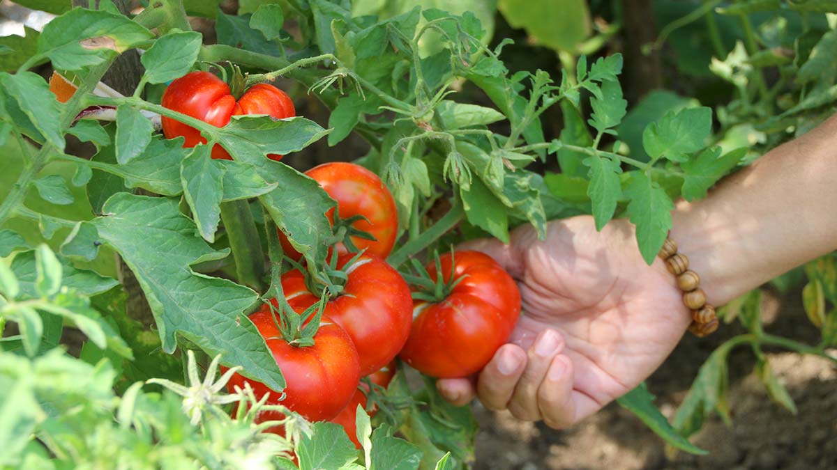 Kent Tarım Hobi Evlerinde eğitim başlıyor