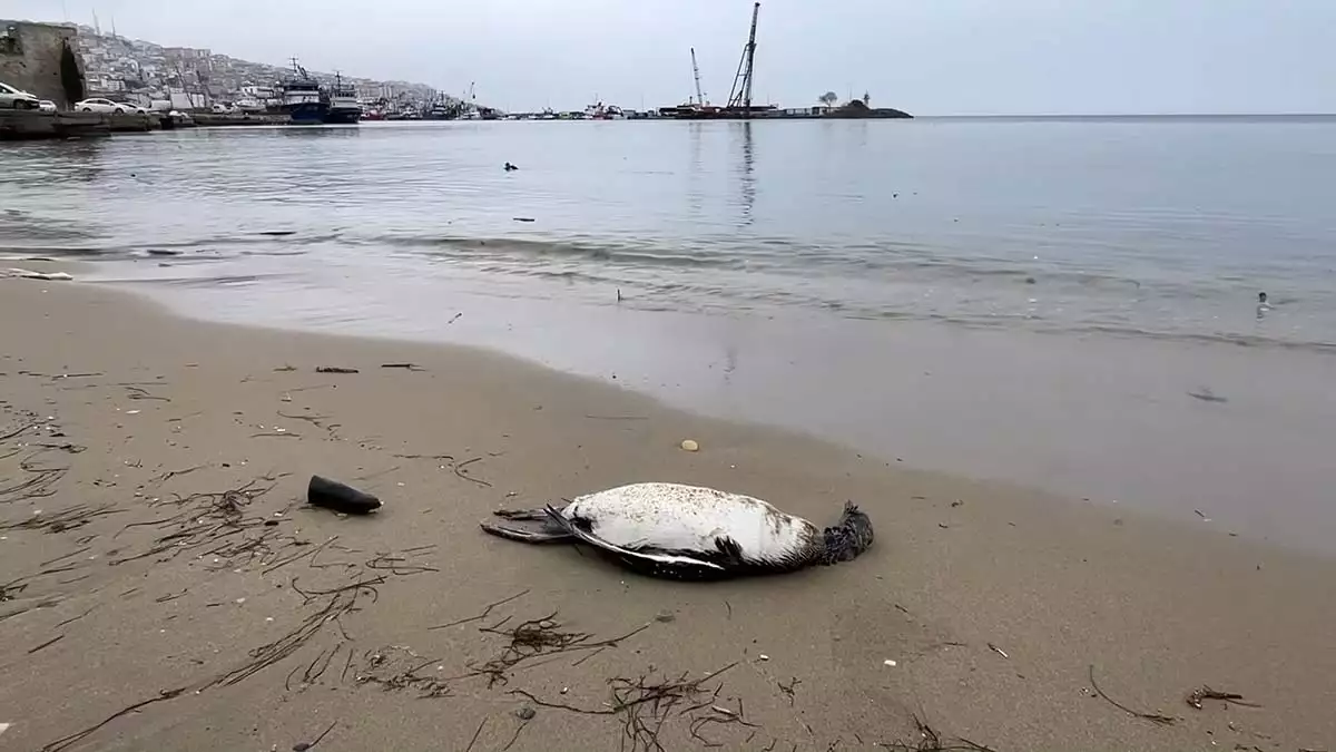 Sahilde 25 kara gerdanlı dalgıç ölüsü bulundu