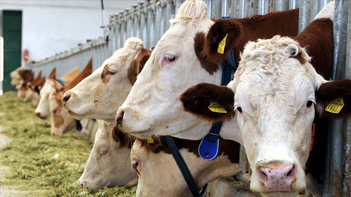 Şap hastalığı nedeniyle 7 mahalle karantinada