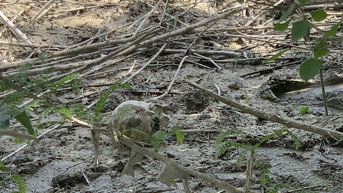 Seyhan Nehri kıyısında insan kafatası bulundu