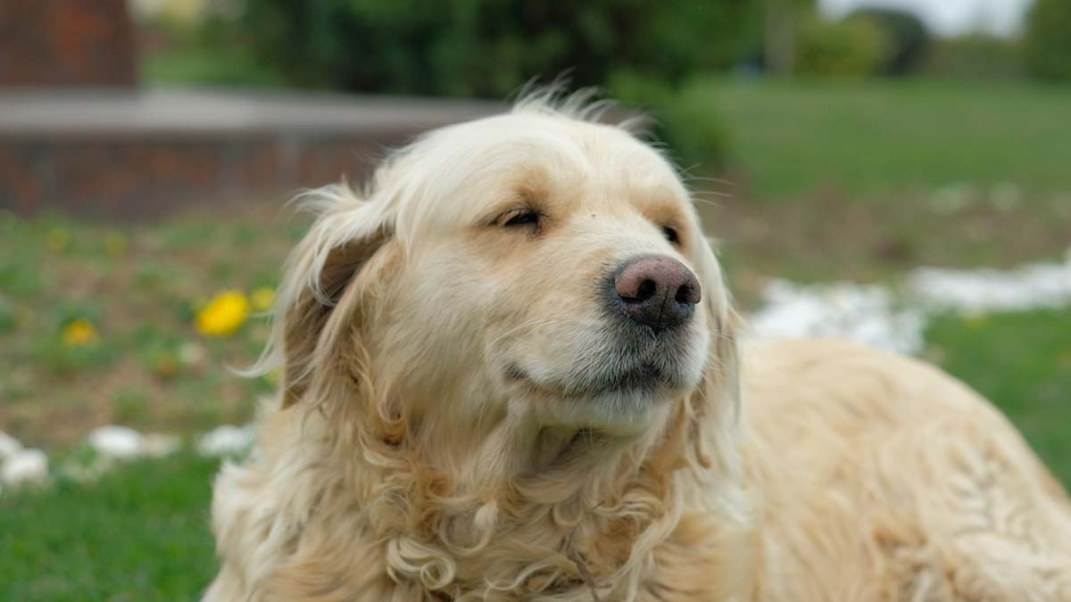 4 Nisan Dünya Sokak Hayvanları Günü için hazırlanan video sosyal medyada viral haline geldi. Sosyal medyanın yeni fenomeni Şila'nın bir günlük rutini bu özel gün vesilesiyle kayıt altına alındı.