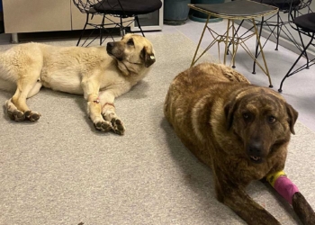 Sokak köpeğini ikinci kez zehirlediler
