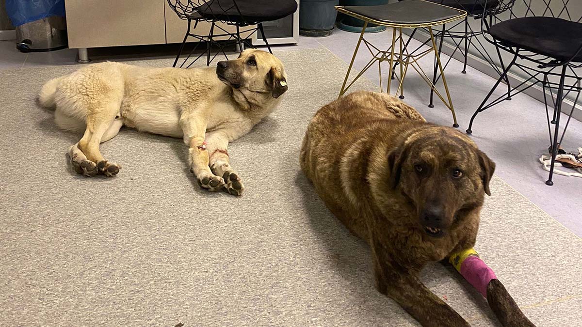 Sokak köpeğini ikinci kez zehirlediler