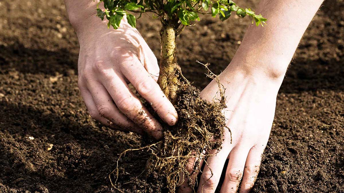 Sosyal medyanın ünlü isimlerinden fidan bağışı
