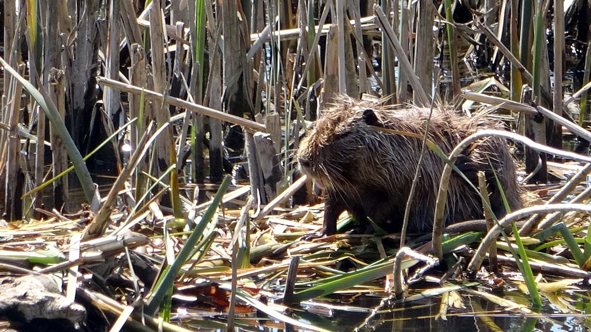 Su maymunları 3 nilüfer türünü ortadan kaldırdı