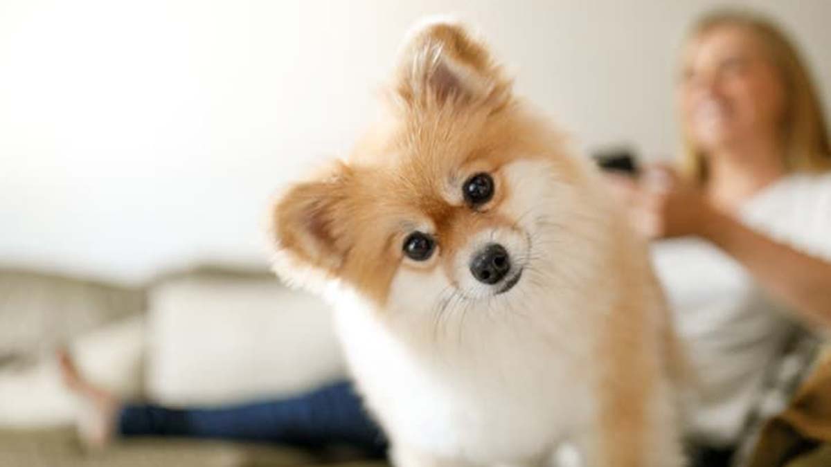 'Süs hayvanı' ibaresi yönetmelikten kaldırıldı