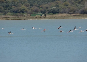 Suvla Gölü’nün misafiri flamingolar geldi