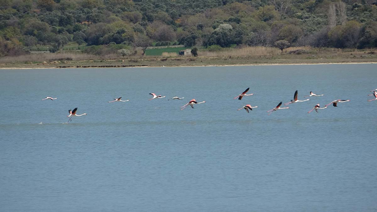 Suvla Gölü’nün misafiri flamingolar geldi