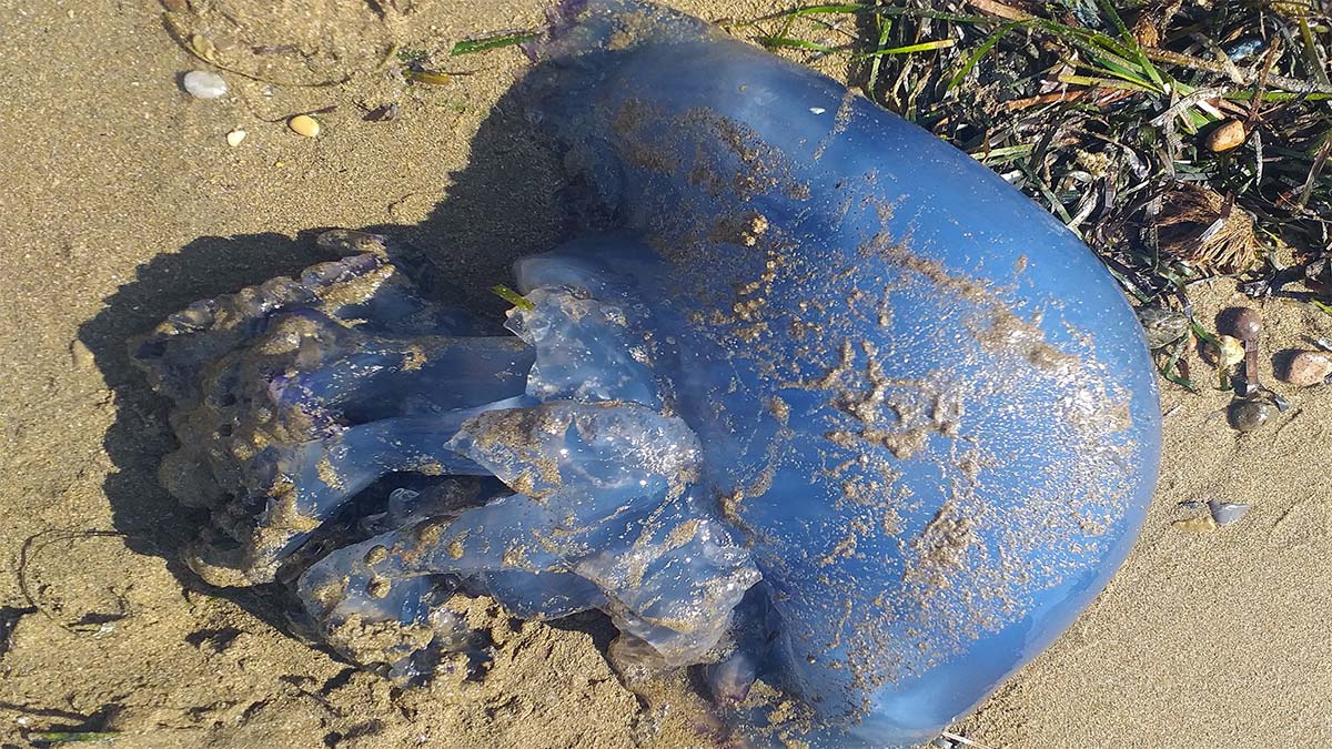 TÜDAV uyardı, işte tehlikeli denizanaları