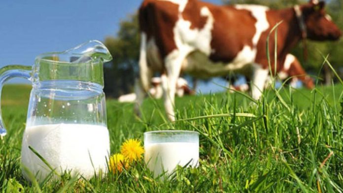 TÜİK, süt üretim verilerini açıkladı