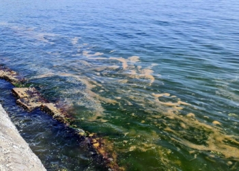 Tekirdağ kıyılarında plankton kirliliği