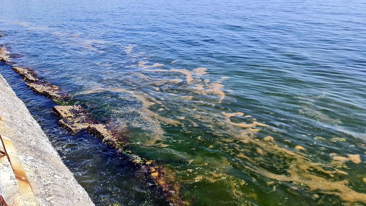 Tekirdağ kıyılarında plankton kirliliği