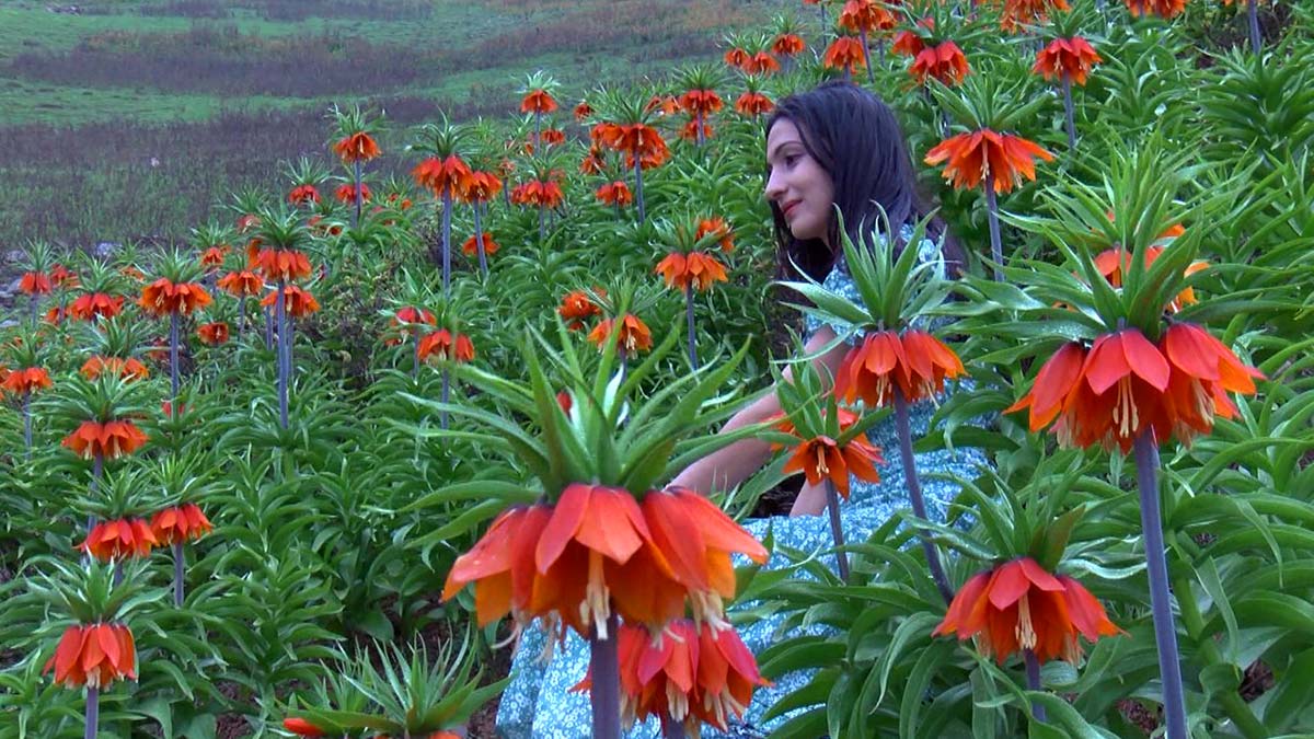 Ters laleleri koparma cezası 109 bin lira