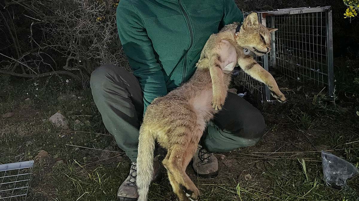 Türkiye'de ikinci uydu vericili saz kedisi Serçin