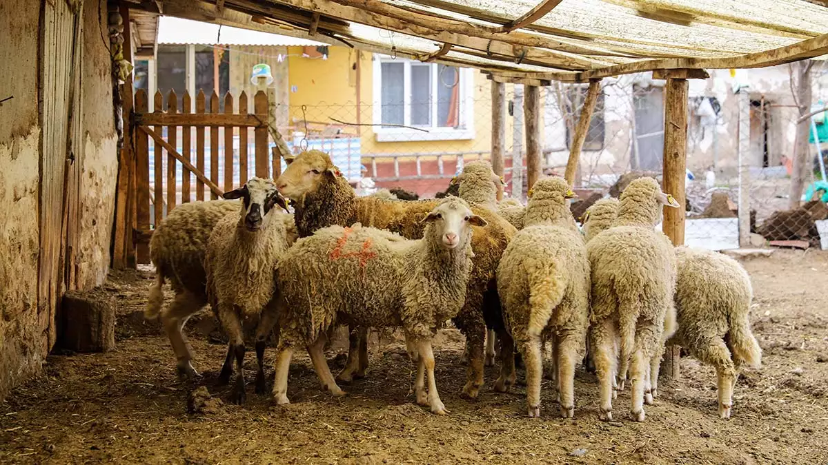 Eskişehir büyükşehir belediyesi’nin kırsal kalkınma projeleri kapsamında başlattığı damızlık koyun ve koç hibesinde seyitgazi’den sonra alpu'da küçükbaş hayvan teslimleri gerçekleştirildi. Üreticiler verilen hibe nedeniyle büyük mutluluk yaşadı.