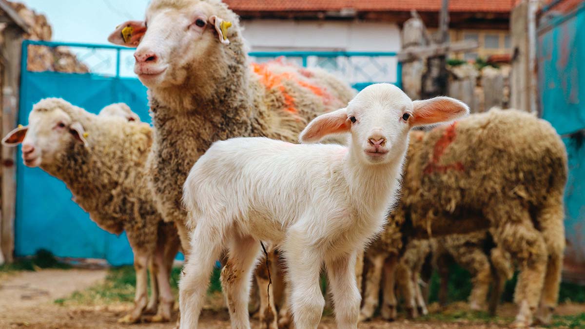 Alpu'da küçükbaş hayvan teslimleri gerçekleştirildi