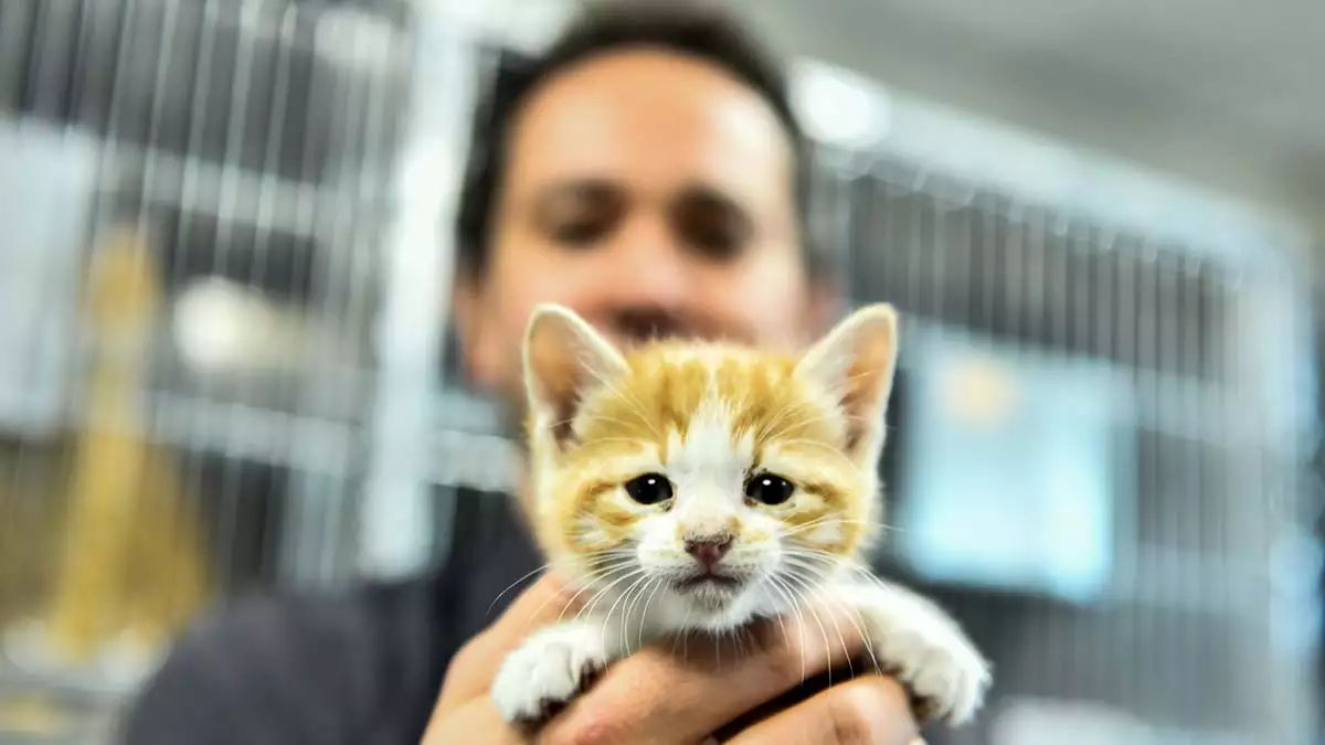 Ankara büyükşehir belediyesi sağlık i̇şleri daire başkanlığı iş birliği ile sivil toplum kuruluşları temsilcileri 400 kedi kapasitesiyle ankara’da bir ilk olan sincan kedi tedavi ünitesi ve rehabilitasyon merkezi’ni ziyaret etti.  