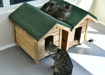 Sincan Kedi Tedavi Ünitesi görücüye çıktı