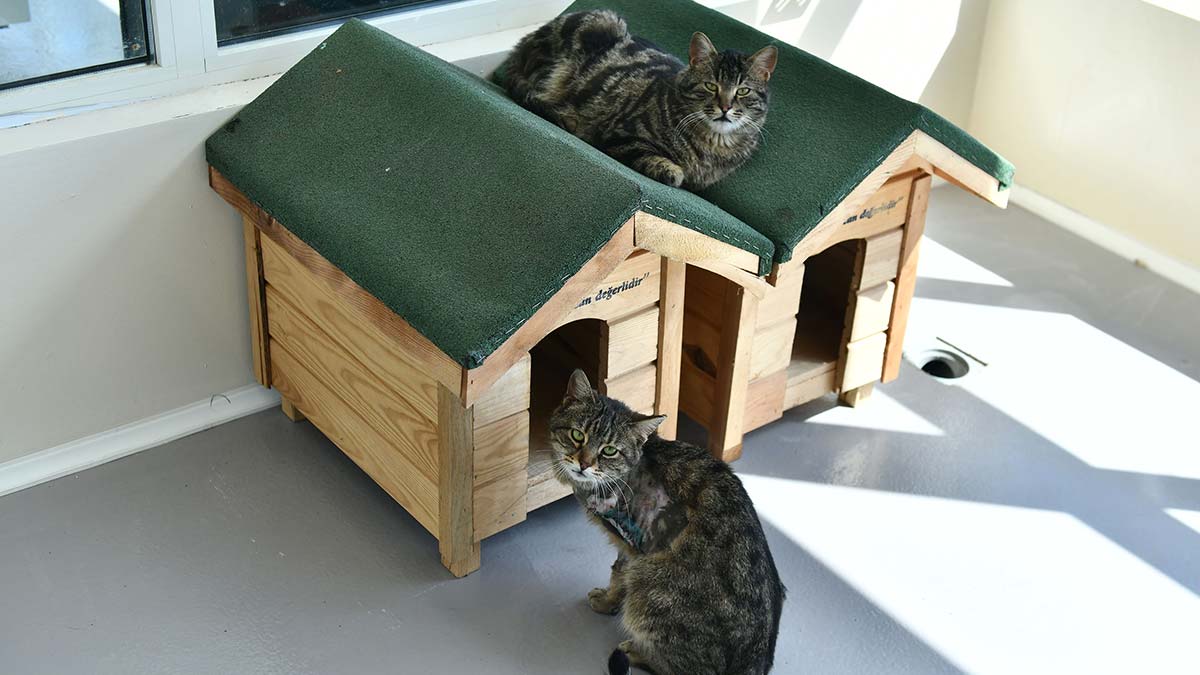 Sincan Kedi Tedavi Ünitesi görücüye çıktı