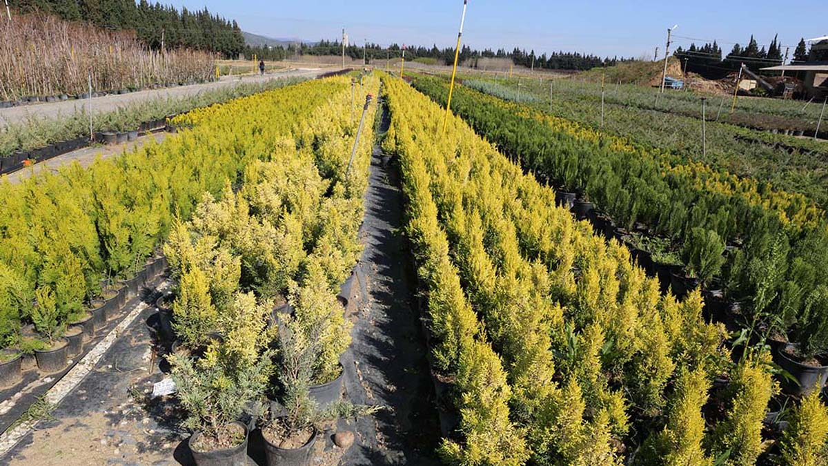 Yanan orman alanlarına 2 milyon fidan