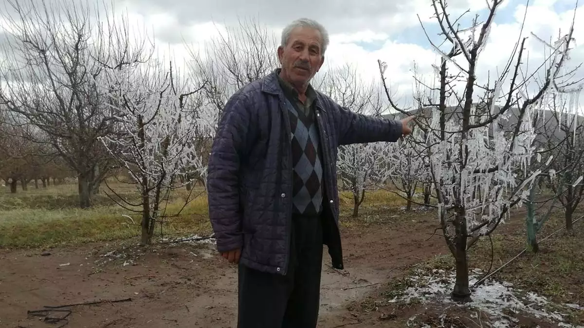 Yuksek verim icin agaclara suni donlama yapiyor 1 - yaşam - haberton