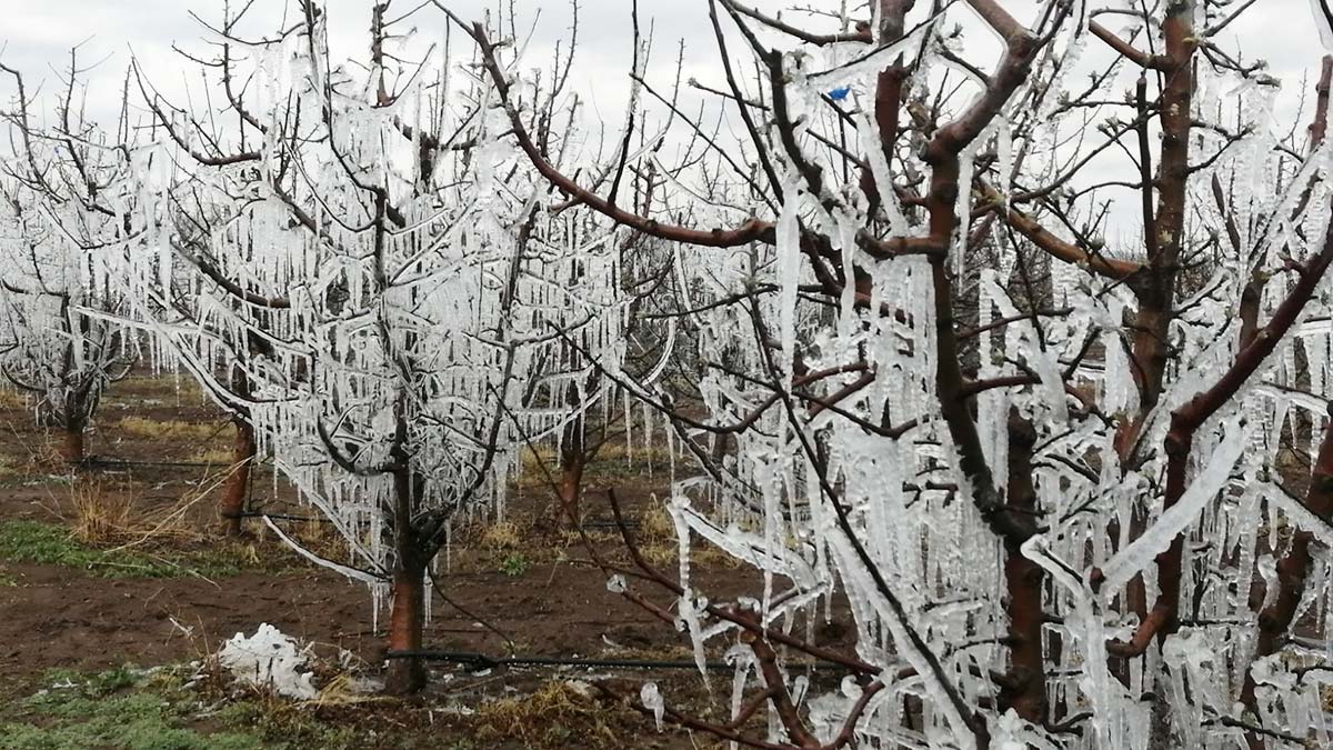 Yüksek verim için ağaçlara 'suni donlama' yapıyor