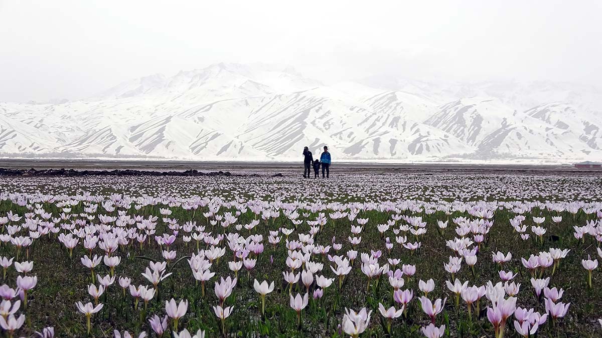 Yüksekova’da kardelenler çiçek açtı