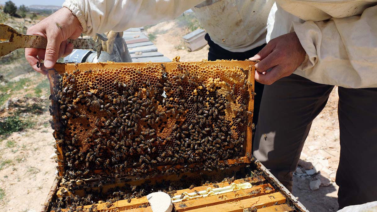 Arıcılardan 'zahter balı' mesaisi