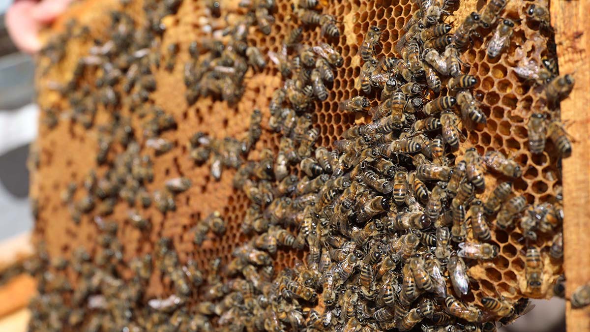 UNESCO'nun gastronomi dalında yaratıcı şehirler ağına dahil ettiği Türkiye'deki ilk kent Gaziantep'te üretilen ve coğrafi işaret alan 'zahter balı' için arı yetiştiricileri çalışmalarını sürdürüyor.