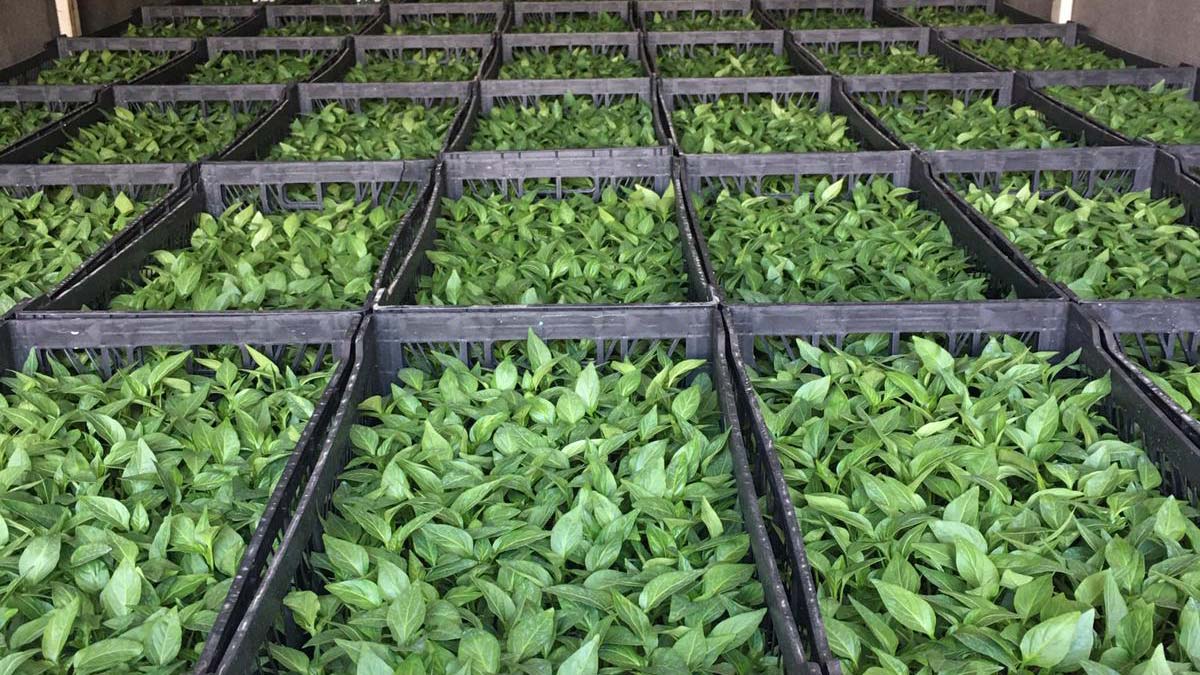 Başkentli çiftçilere sebze fidesi desteği