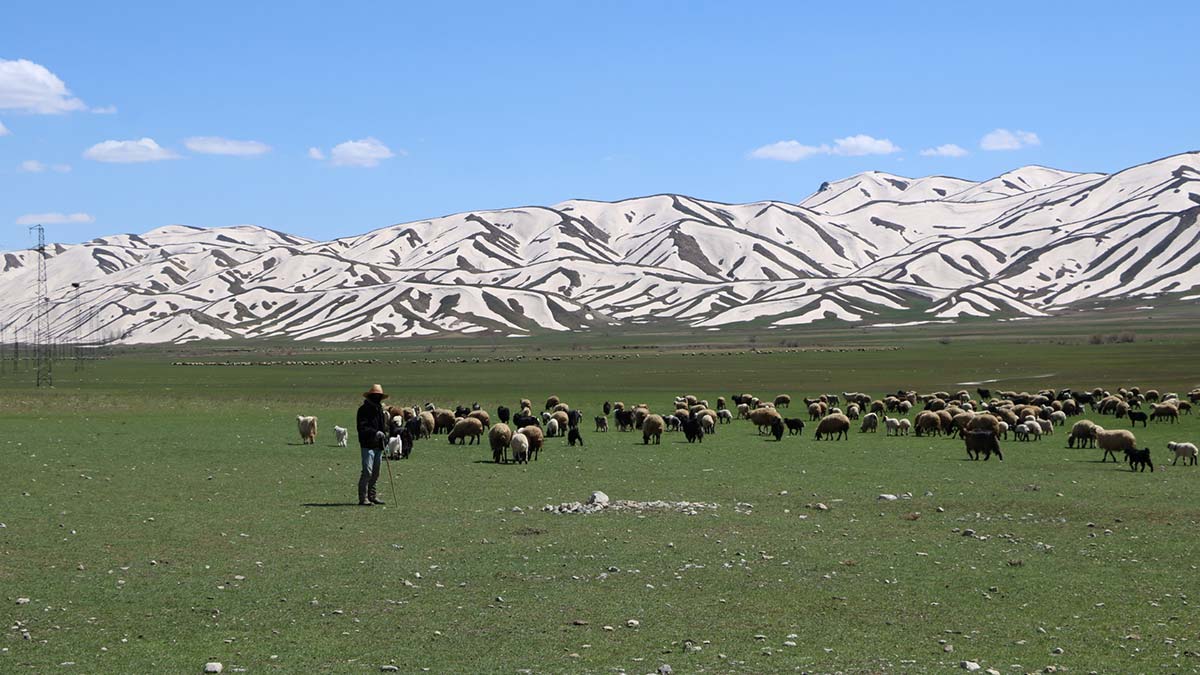 Hakkari'nin yüksekova ilçesine 24 kilometre uzaklıktaki karabey köyünde hayvancılıkla uğraşan besiciler çoban bulamıyor.