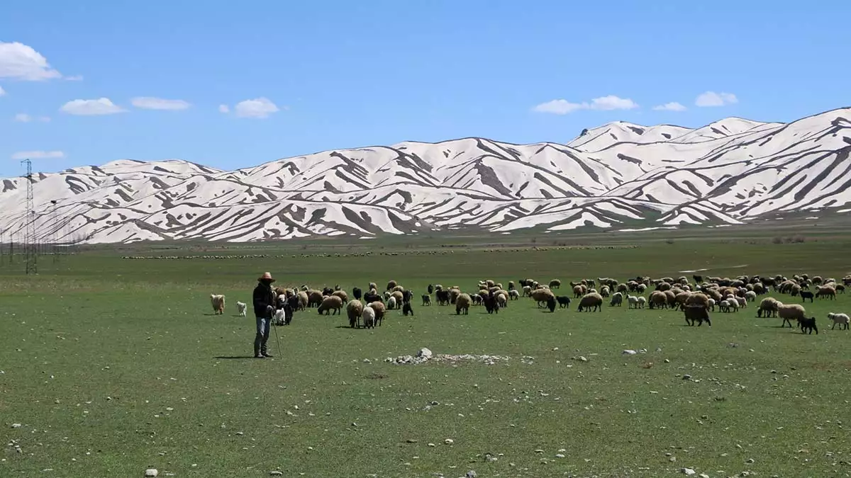 Hakkari'nin yüksekova ilçesine 24 kilometre uzaklıktaki karabey köyünde hayvancılıkla uğraşan besiciler çoban bulamıyor.