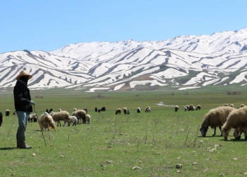 Besiciler çoban bulamıyor