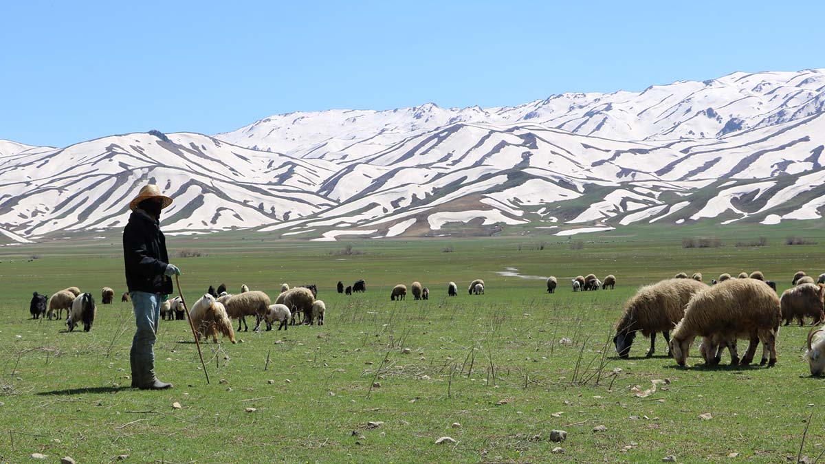 Besiciler çoban bulamıyor