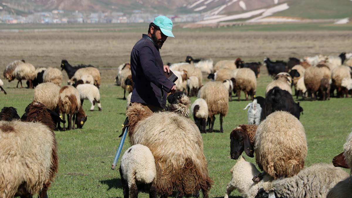 Besiciler çoban bulamıyor