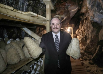 Bakan Varank'tan Divle obruk peyniri incelemesi