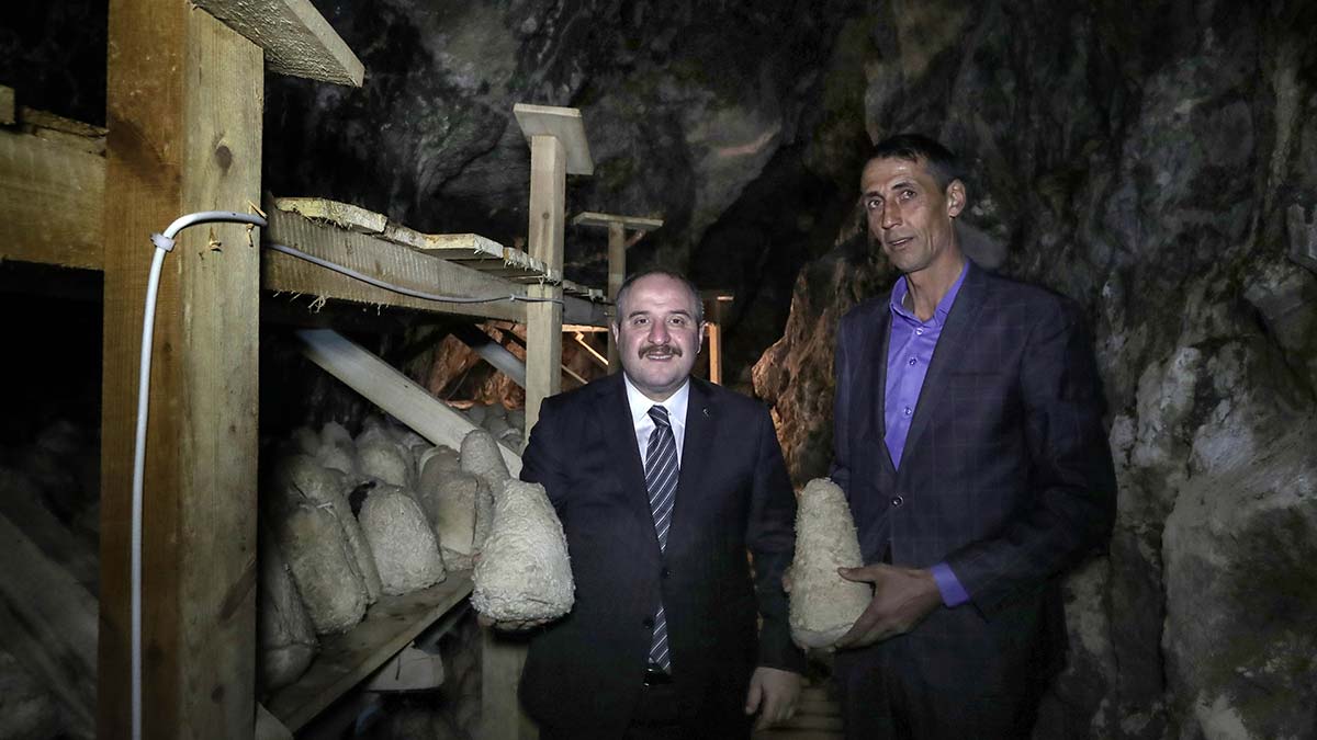 Bakan Varank'tan Divle obruk peyniri incelemesi