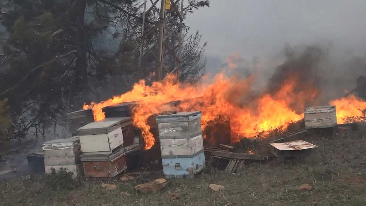 Bursa'da orman yangını