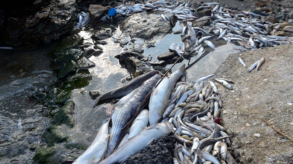 Küçükçekmece Gölü'nün kurtarılabilmesi mümkün mü?