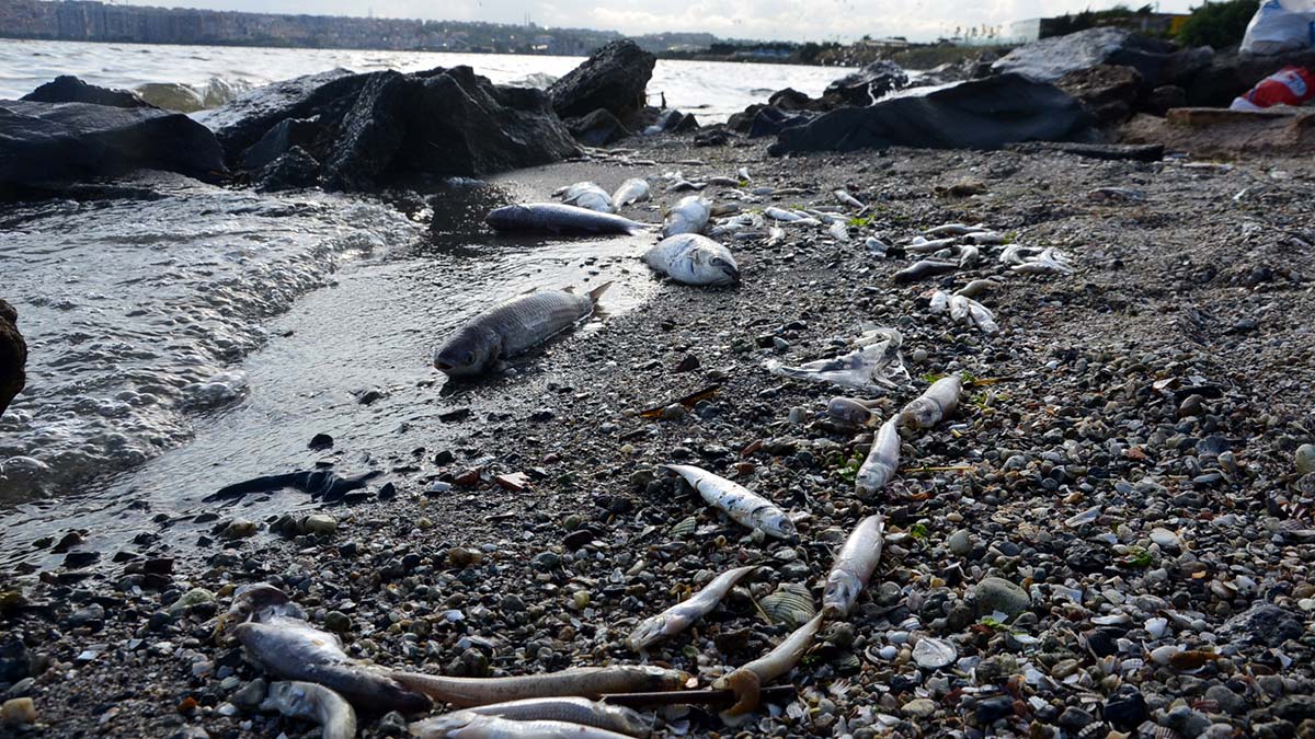 Küçükçekmece Gölü'nün kurtarılabilmesi mümkün mü?