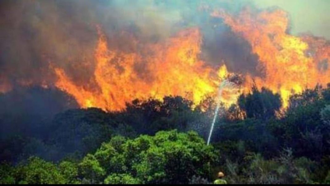 Tarım alanında çıkan yangın ormana sıçradı
