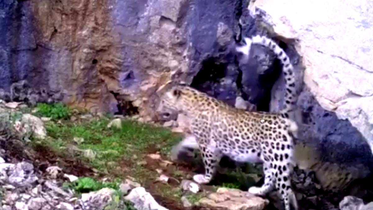 Anadolu leoparının korunması için uyarı