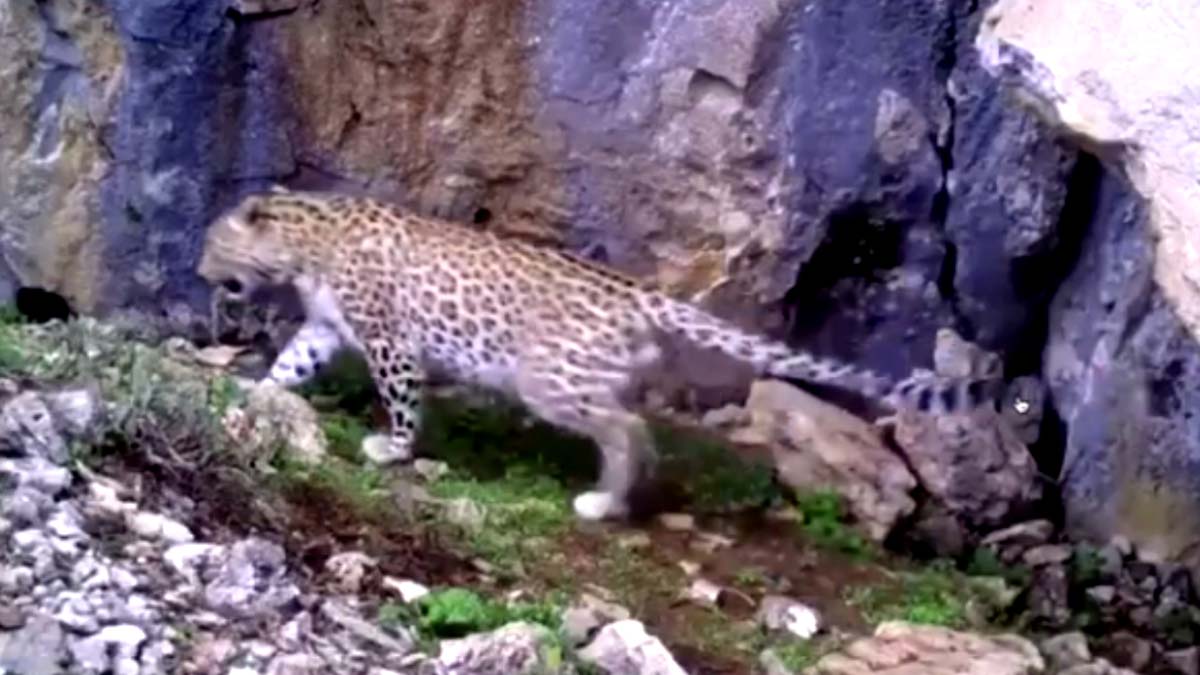 Anadolu leoparının korunması için uyarı