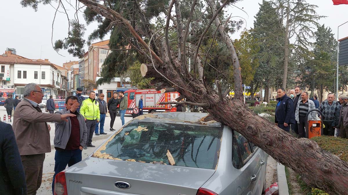 Çorum'da fırtına; Ağaçlar devrildi