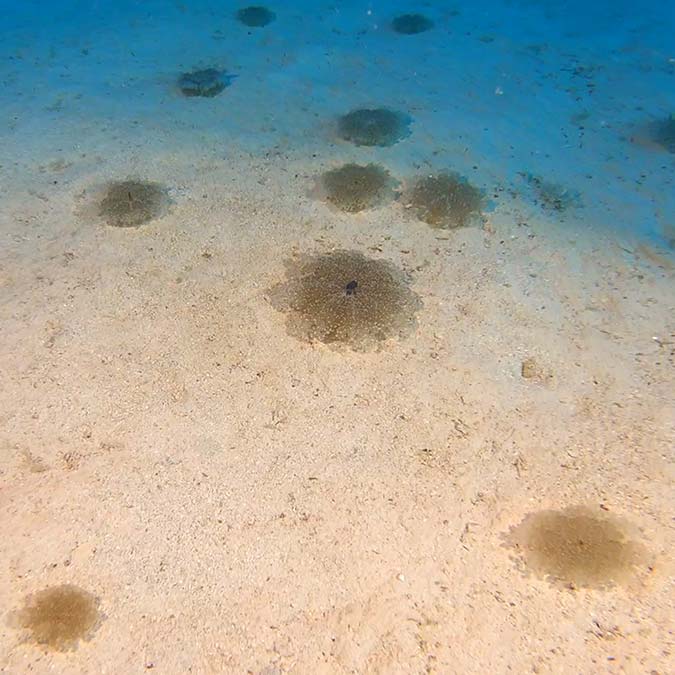 Denizanası popülasyonu haziranda bitecek