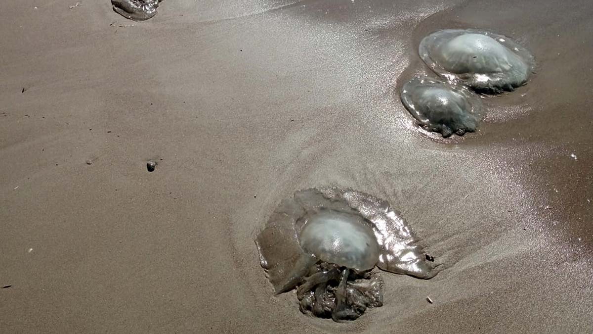 Denizanası popülasyonu haziranda bitecek