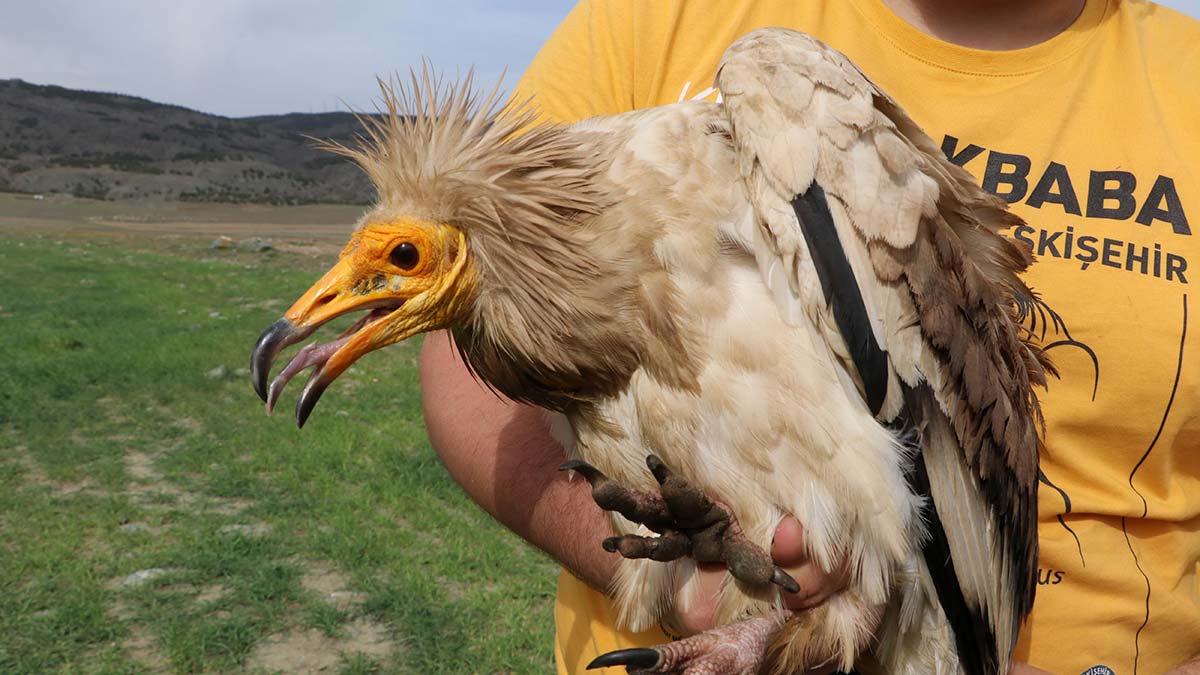 Akbabaya uydu vericisi takıldı