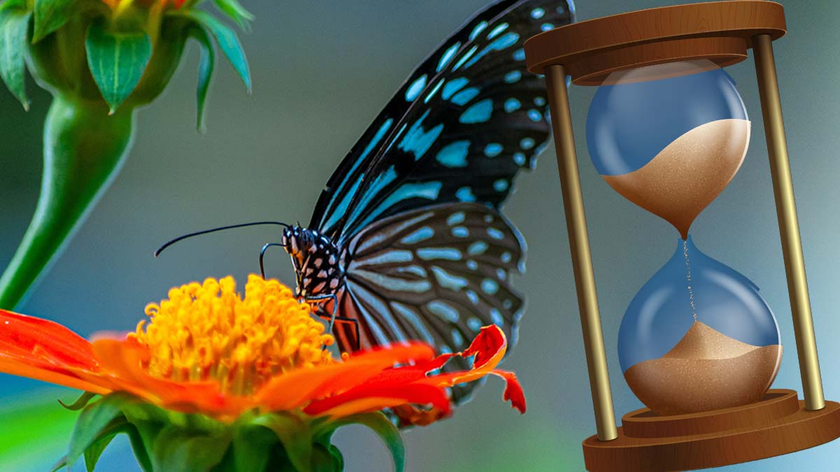 Dördüncü kelebek misali